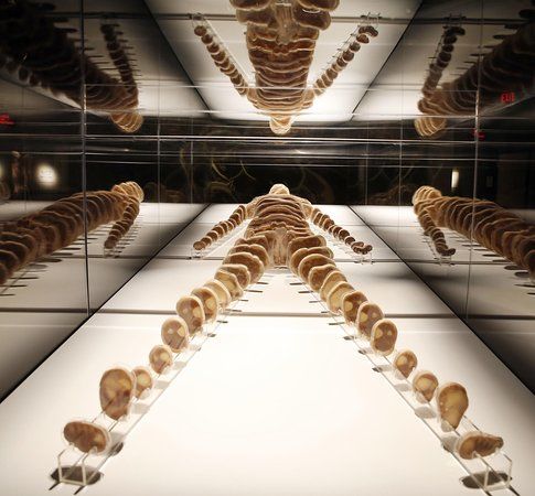 Bodies The Exhibition